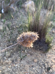 Geochloa rufa