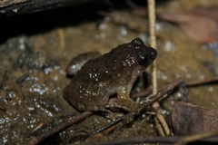 Occidozyga martensii