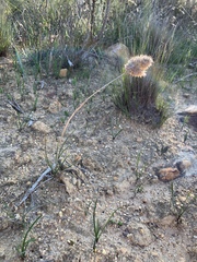 Geochloa rufa