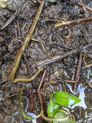 Diversibipalium multilineatum