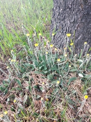 Pilosella flagellaris