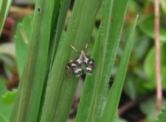 Chrysendeton imitabilis
