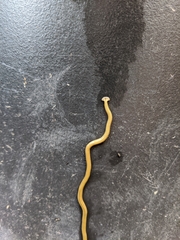 Diversibipalium multilineatum