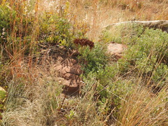 Kalanchoe paniculata