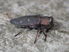 Chrysobothris affinis