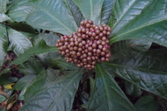 Ardisia pellucida