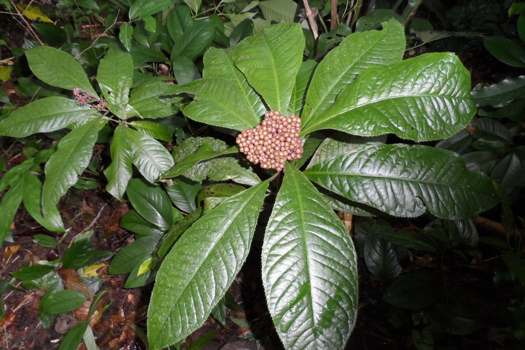 Ardisia pellucida