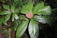 Ardisia pellucida