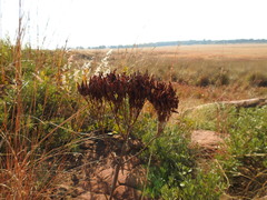 Kalanchoe paniculata