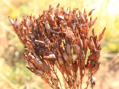 Kalanchoe paniculata
