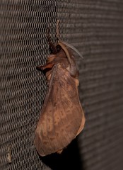Oxycanus