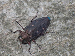 Chrysobothris affinis