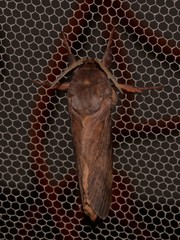 Oxycanus