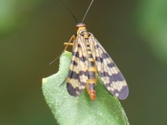 Panorpa meridionalis