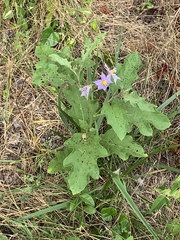 Solanum dimidiatum