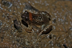 Occidozyga martensii