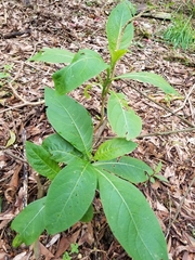 Iochroma arborescens