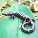 Salvin's Mushroomtongue Salamander - Photo (c) Cristina Arrivillaga, some rights reserved (CC BY-NC)