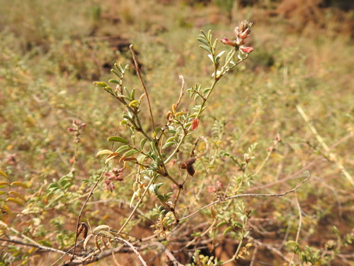 Image of Indigofera melanadenia by (c) Matthew Fainman, some rights reserved (CC BY)