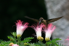 Phaethornis malaris