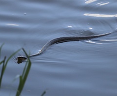Nerodia erythrogaster
