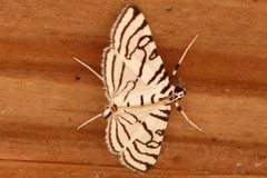 Conchylodes concinnalis