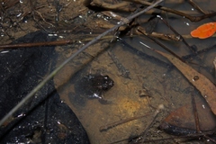 Occidozyga martensii