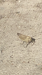 Anacridium aegyptium