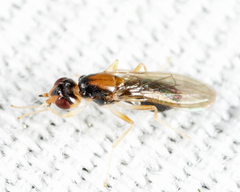 Psila