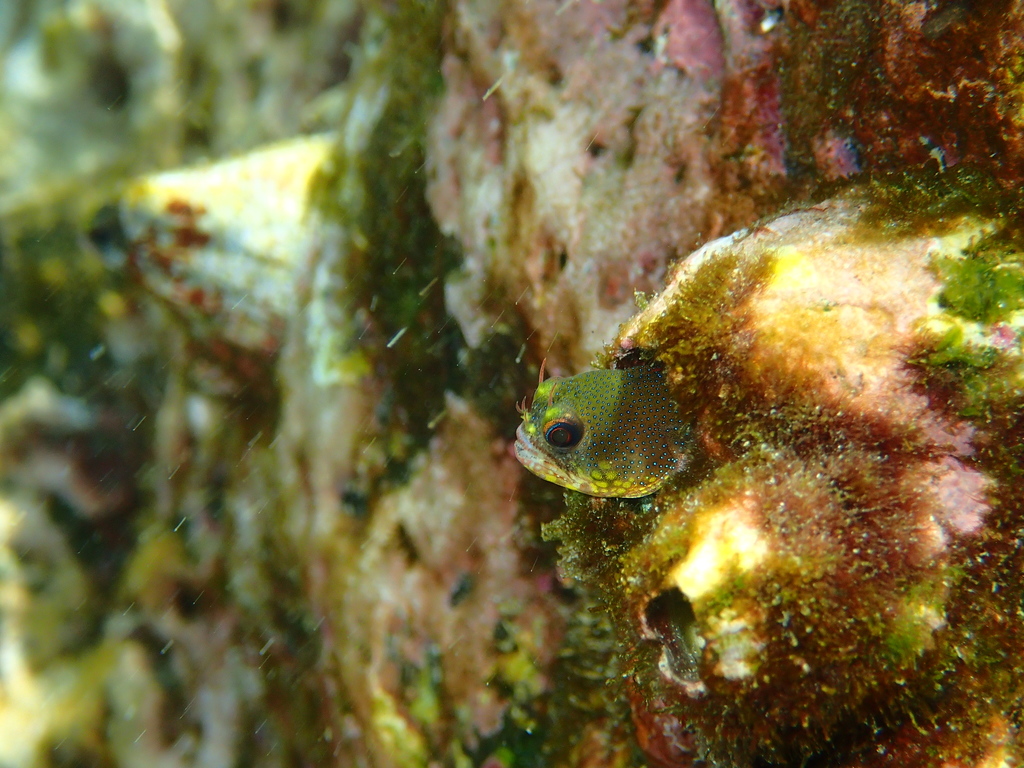 Galapagos Barnacle Blenny