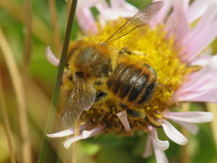 Megachile willughbiella