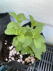 Stevia rebaudiana