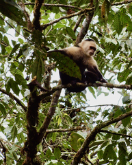 Cebus capucinus