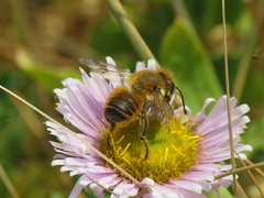 Megachile willughbiella
