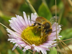 Megachile willughbiella