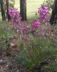 Pedicularis rubens