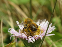 Megachile willughbiella