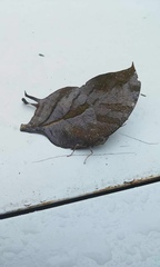 Consul electra electra