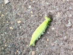 Apaturinae