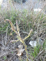 Sword Fern (Steptorhamphus)