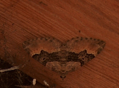 Xanthorhoe quadrifasiata