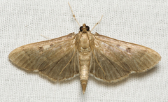 Herpetogramma sphingealis