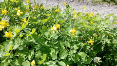 Chelidonium majus