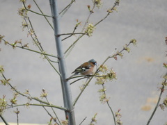 Fringilla coelebs