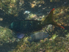 Cephalopholis colonus