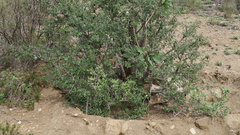 Vasconcellea chilensis