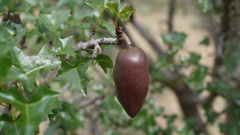 Vasconcellea chilensis