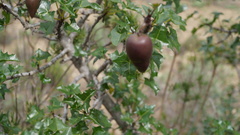 Vasconcellea chilensis
