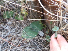 Haemanthus humilis