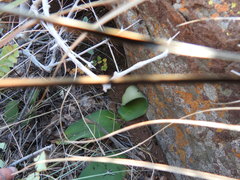 Haemanthus humilis